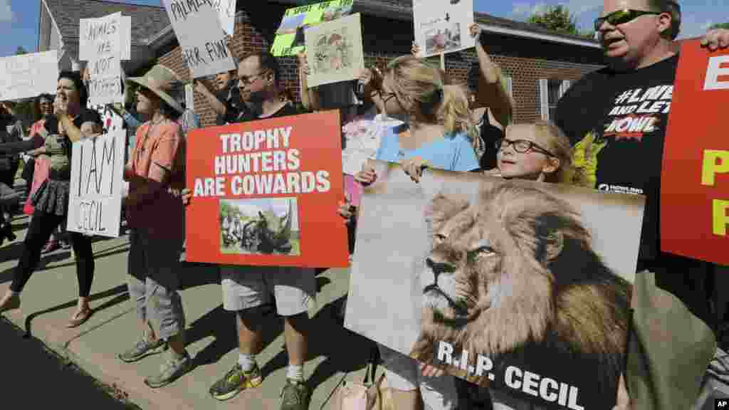 Zimbabwe Lion Killed