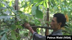 Buah kakao yang merupakan tanaman hutan bukan kayu, menjadi salah satu manfaat yang diperoleh Kasdi dan masyarakat Desa Rempek (Foto: VOA/Petrus)