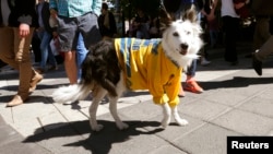 Rim, a Border Collie, wears a jersey of Sweden's national ice hockey team after they won the 2013 IIHF Ice Hockey World Championship in Stockholm, May 20, 2013. 