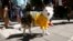 Rim, a Border Collie, wears a jersey of Sweden's national ice hockey team after they won the 2013 IIHF Ice Hockey World Championship in Stockholm, May 20, 2013. 