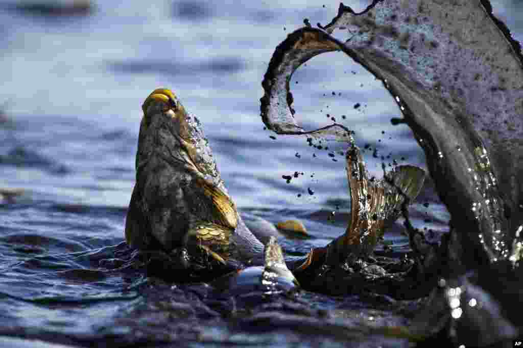 A fish splashes as it is caught by fish farm workers at a drained pond outside the village of Shkolny, 60 km west of Minsk, Belarus.