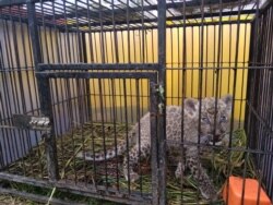 Seekor macan tutul yang berhasil diamankan Kepolisian daerah Riau dari upaya penyelundupan satwa langka, Minggu, 15 Desember 2019. (Foto: Polda Riau)