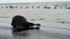 Harvey's Floods Scatter Cattle in Texas, Swamp Cotton Fields