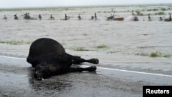 A dead cow lies on a Texas highway next to Harvey floodwaters, near Fulton, Texas, Aug. 26, 2017. 