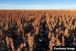 Sebuah ladang sorghum in Oklahoma. (Foto: Courtesy Jerod McDaniel via Reuters)