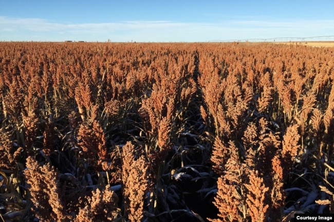 Pemerintah melihat sorgum dapat menjadi pengganti gandum untuk mengurangi ketergantungan impor terhadap produk pangan tersebut. (Foto: Ilustrasi via Reuters)
