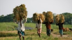 Wari Marali Fɛrɛ Kalan Bolo Dili Sɛnɛkɛlaw Man