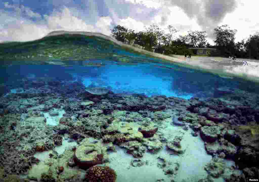 Para turis berdiri di depan gubuk yang membentuk sebagian Resor Lingkungan Pulau Lady Elliot di mana seekor penyu menggali makanan di tengah-tengah karang di laguna pulau tersebut, di sebelah timur laut kota Bundaberg di Queensland, Australia.