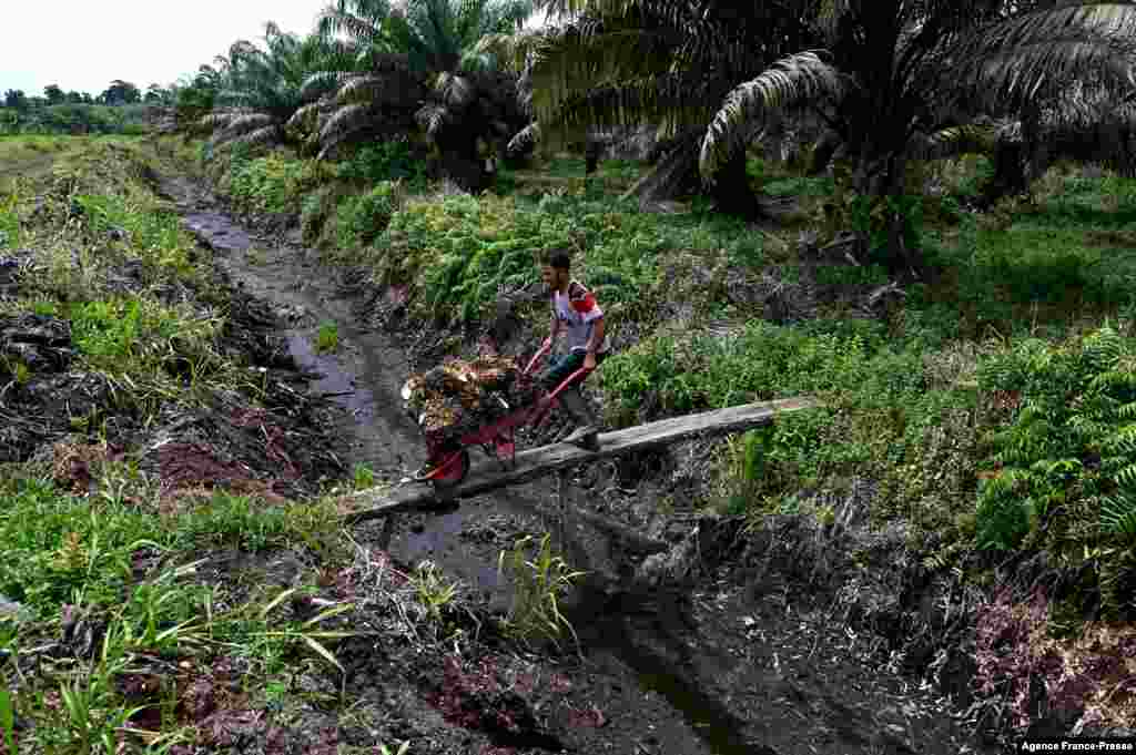 A worker pushes a wheelbarrow carrying palm fruits at a palm oil plantation in a protected area of the Rawa Singkil wildlife reserve as part of the Leuser Ecosystem in Trumon, Southern Aceh province, Indonesia.