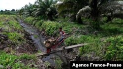 A worker pushes a wheelbarrow carrying palm fruits at a palm oil plantation in a protected area of the Rawa Singkil wildlife reserve as part of the Leuser Ecosystem in Trumon, Southern Aceh province, Indonesia.