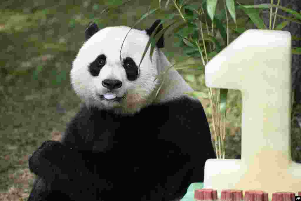 Cuando Bei Bei cumplió un año de edad, el zoológico celebró con todo el público que los visitó.