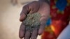 FILE - A woman holds ground water lilies in her palm that she will use to make a soup, in Old Fangak in Jonglei state, South Sudan Tuesday, Dec. 28, 2021.