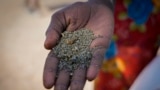 FILE - A woman holds ground water lilies in her palm that she will use to make a soup, in Old Fangak in Jonglei state, South Sudan Tuesday, Dec. 28, 2021.