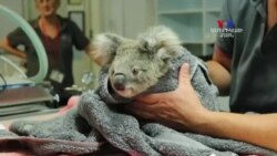 Քաղաքաբնակ կոալաները ընկճվածությունից չեն տառապում