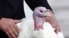 Obama Pardons Thanksgiving Turkeys