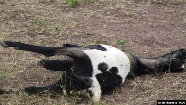 Cabrito morto devido à poluição mineira, Moçambique