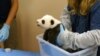 美國國家動物園 為熊貓幼崽取名