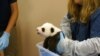 Smithsonian Zoo's New Panda Cub Healthy, Active