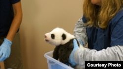 Giant Panda Cub Update: Smithsonian's National Zoo, Oct. 17, 2013. Photo: Bill Clements, Smithsonian's National Zoo