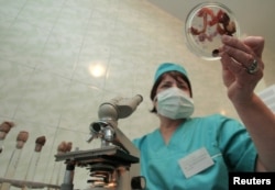 A laboratory worker holds samples of poultry entrails to test for bird flu in a laboratory in the eastern Ukrainian city of Donetsk on December 7, 2005 (Alexander Khudotioply/Reuters)