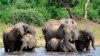  In this March 3, 2013 file photo, elephants drink water in the Chobe National Park in Botswana. 