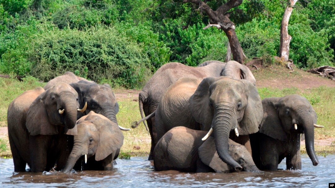  In this March 3, 2013 file photo, elephants drink water in the Chobe National Park in Botswana. 