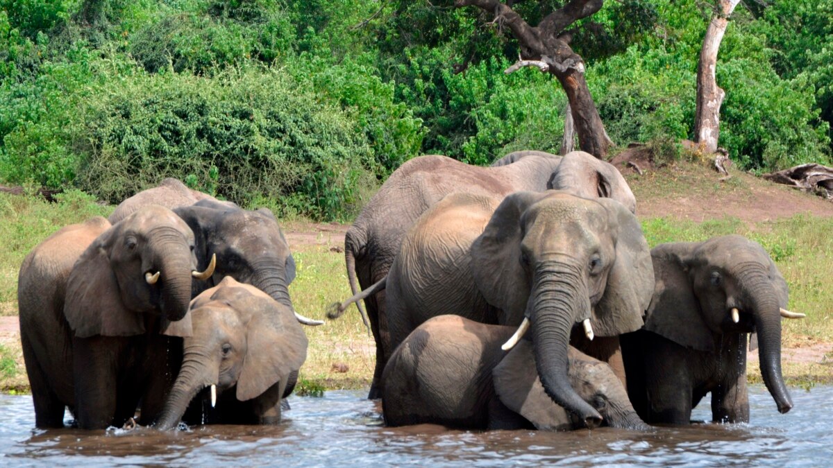 Botswana Issues Elephant Hunting Licenses, First Since 2014