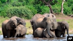  In this March 3, 2013 file photo, elephants drink water in the Chobe National Park in Botswana. 
