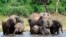  In this March 3, 2013 file photo, elephants drink water in the Chobe National Park in Botswana. 