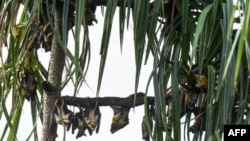 Des chauves-souris dans la réserve naturelle de l'île de Balouaté dans la lagune d'Aby, près de la frontière avec le Ghana, à Etuessika, près d'Assinie, le 11 juin 2018.