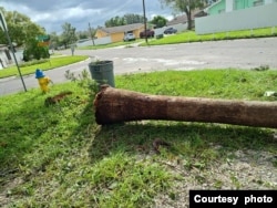 Pepohonan tumbang di halaman rumah Laura Samosir di kota Tampa akibat badai Milton yang melanda Florida tengah (dok. pribadi).