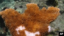 Bakterije iz kanalizacije ubijaju koralje u moru oko Floride i Kariba