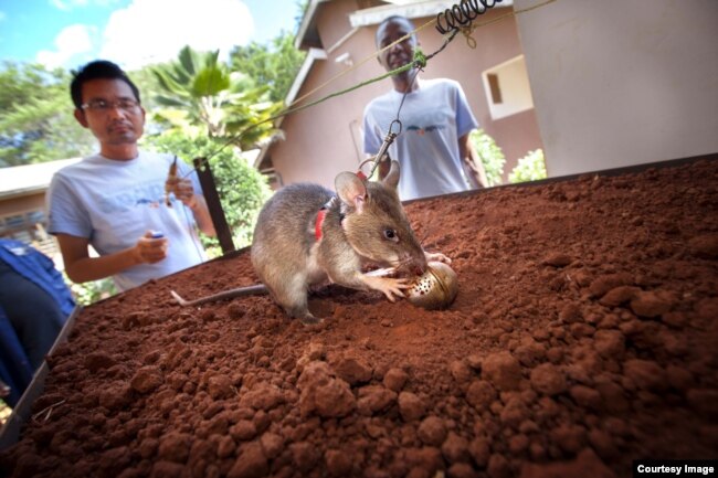 African giant pouched rats are trained to detect landmines by using their extraordinary sense of smell.