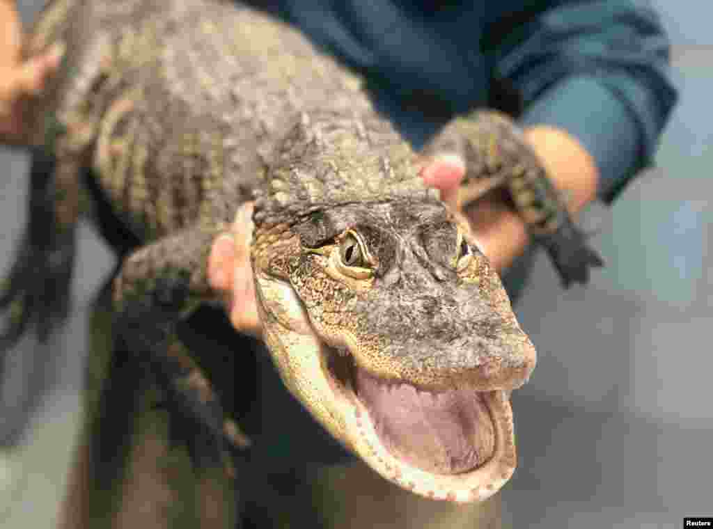 An American alligator measuring over five feet long, captured in a Chicago lagoon after eluding officials for nearly a week, is shown in Chicago, Illinois, July 16, 2019.