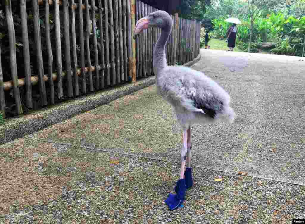 A young Greater Flamingo named Squish struts in its booties made by keepers to protect its feet from the hot ground at the Jurong Bird Park in Singapore.