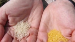 Golden Rice and white rice