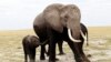 Technology Helps Save Elephants and Rhinos