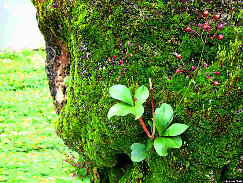 Flowers grow on a rock covered with moss. The rock from Spratlys Islands was given as a gift in 2011 to War Remnants Display on Mount Hon Me, Hon Dat district, Kien Giang province, Vietnam. (Photo taken by Bùi Thụy Đào Nguyên/Vietnam/VOA reader)