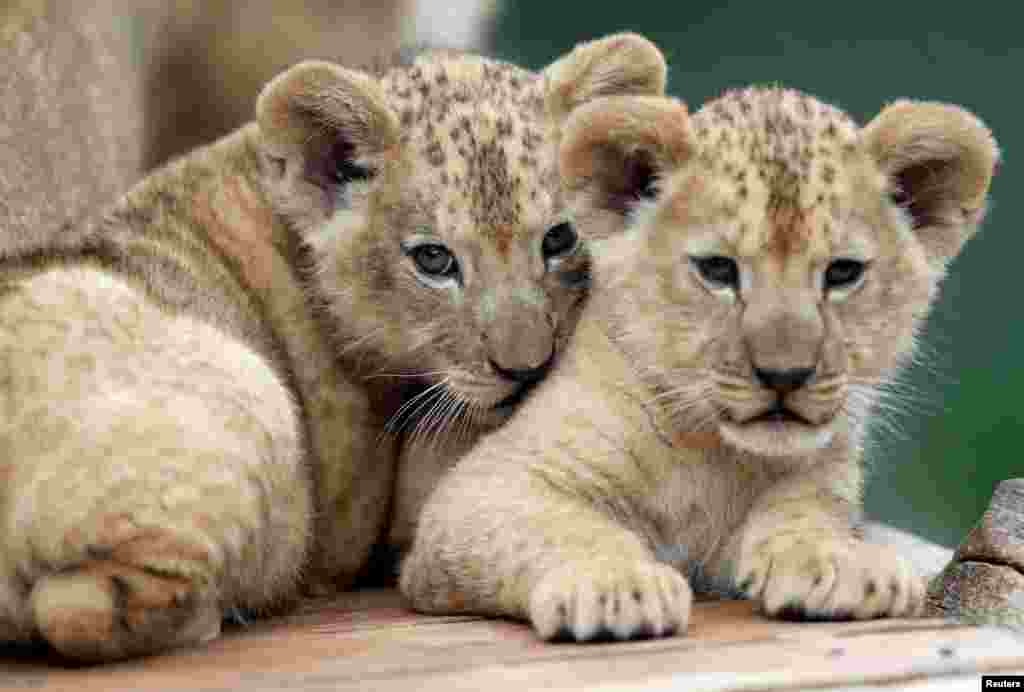 Newly born Barbary lions rest inside their enclosure at Dvur Kralove Zoo in Dvur Kralove nad Labem, Czech Republic.