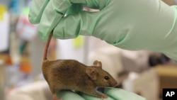 A protein found in young mice, which is also found in humans, formed new blood vessels and improved blood flow in older mice.