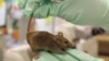 A protein found in young mice, which is also found in humans, saw the formation of new blood vessels and improved blood flow in older mice.
