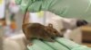 Quiz - Researchers Use Brain Cells to Control Aging in Mice