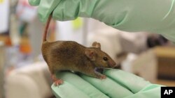 A protein found in young mice, which is also found in humans, resulted in the formation of new blood vessels and improved blood flow in older mice.