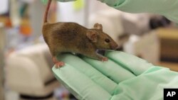 Một loại protein tìm thấy nơi chuột con có thể đảo ngược được một số tác dụng của tuổi già nơi những con chuột già