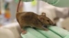 Blood of Young Mice Reverses Signs of Aging in Older Ones
