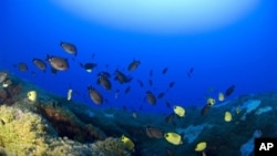 Fish swim around a deep coral reef at Pearl and Hermes Atoll in the Northwestern Hawaiian Islands.