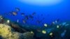 Fish swim around a deep coral reef at Pearl and Hermes Atoll in the Northwestern Hawaiian Islands.