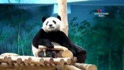 ԱՌԱՆՑ ՄԵԿՆԱԲԱՆՈՒԹՅԱՆ. Այս պանդան երբեք չի ձանձրանում