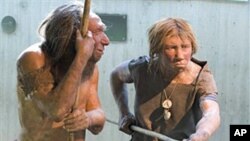 A museum recreation of Neanderthals (undated photo)