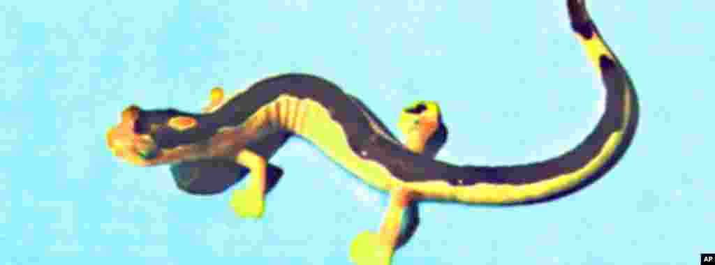 This black-and-yellow salamander was last seen in 1975. One of only two known specimens is believed to have been stolen from a California lab in the mid 1970s. (Dave Wake)